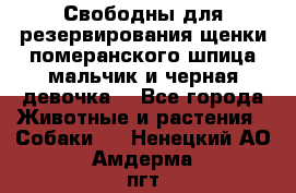 Свободны для резервирования щенки померанского шпица мальчик и черная девочка  - Все города Животные и растения » Собаки   . Ненецкий АО,Амдерма пгт